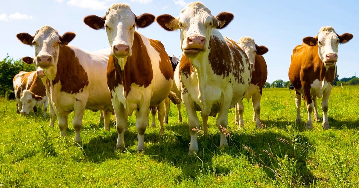 Dermatose nodulaire: la solidarité alpine au secours des éleveurs